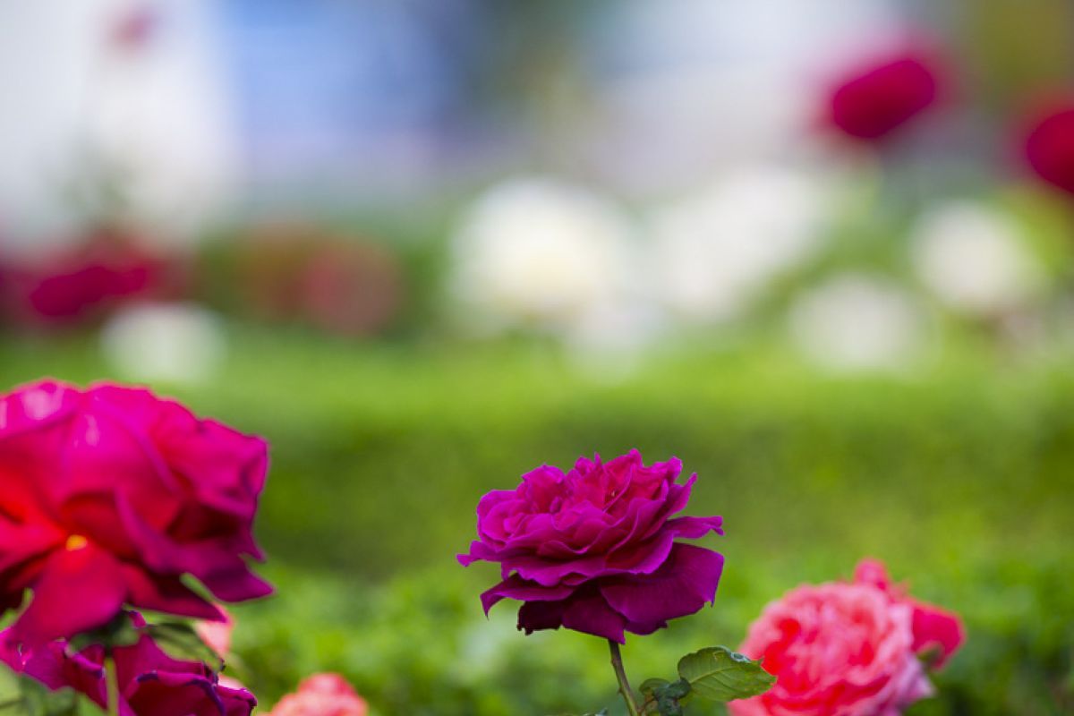 rose garden on campus