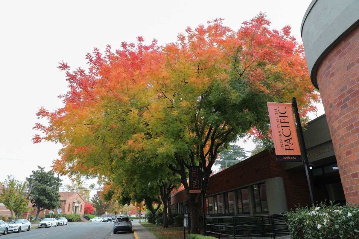 Campus, colorful trees