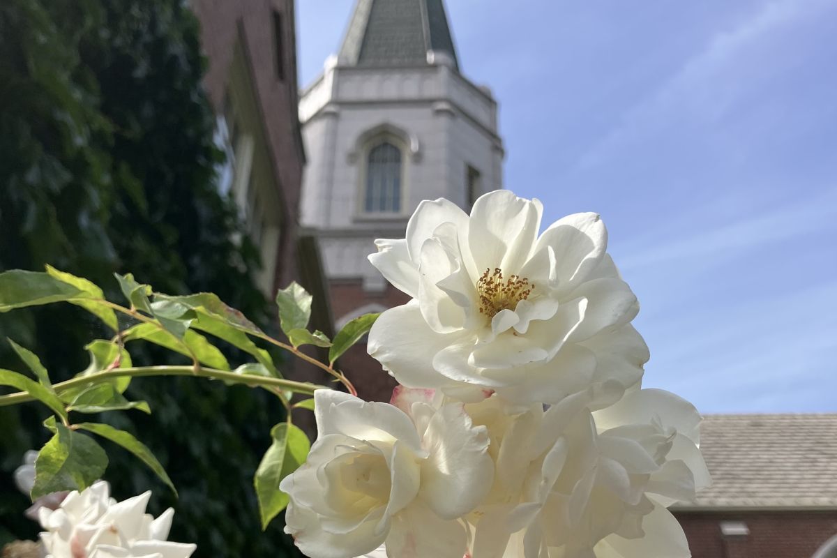 white roses in front of morris chapel