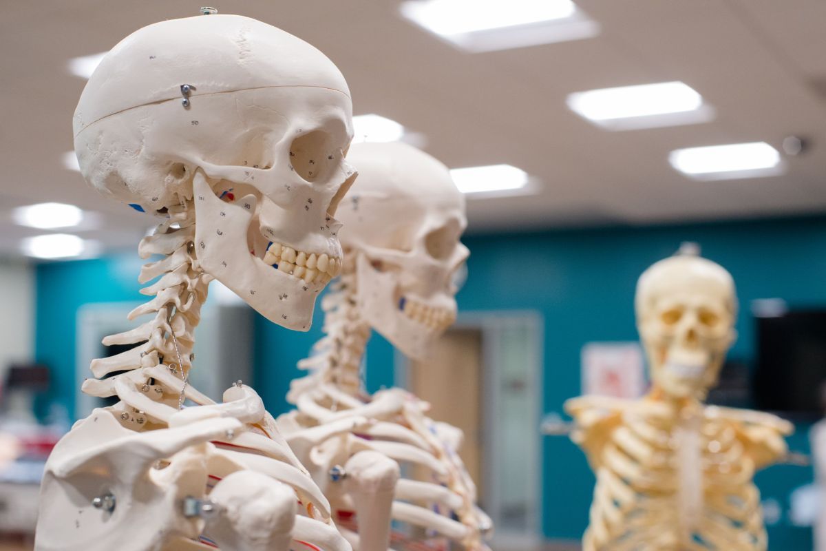 Photo shows three skeletons used for classroom training. 