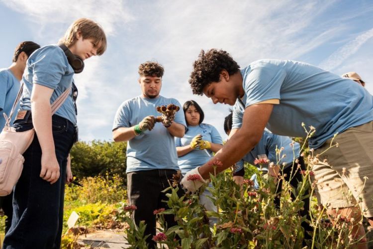 Students planting bushes 