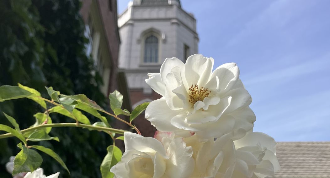 white roses in front of morris chapel